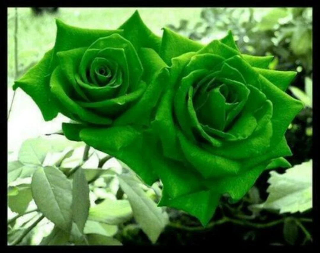 Dark Green Rose Flower Seeds for Planting Shade Tolerant Heirloom & GMO Free Seeds for Home Garden  Sale