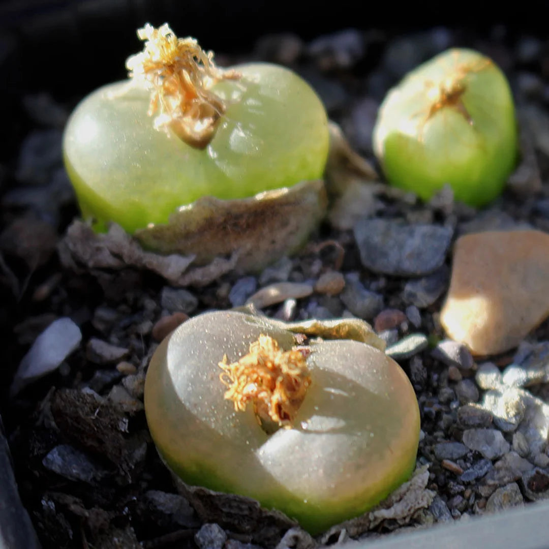 Green Conophytum Ratum Flower seeds for Planting - Garden Favorite, Heirloom & GMO Free Seeds for Home Garden