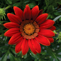 Red Gazania Flower Seeds for Planting Hardy Variety Heirloom & GMO Free Seeds for Home Garden  Sale