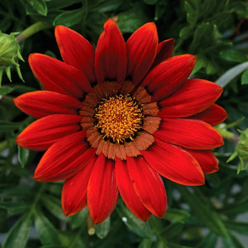 Red Gazania Flower Seeds for Planting Hardy Variety Heirloom & GMO Free Seeds for Home Garden  Sale