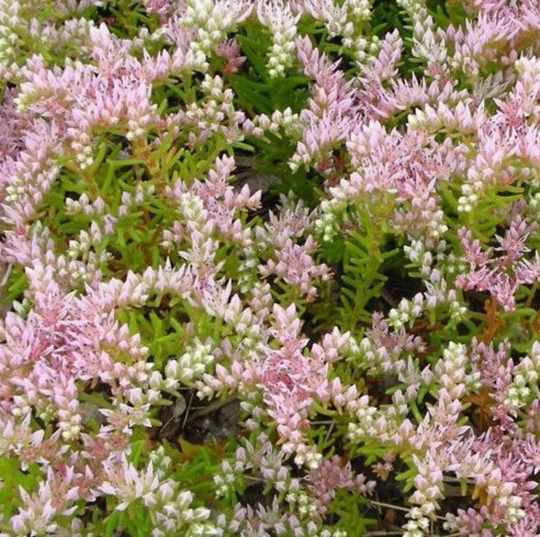 Pink White Sedum Pulchellum Flower seeds for Planting - Sun Loving, Heirloom & GMO Free Seeds for Home Garden