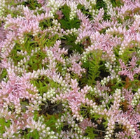 Pink White Sedum Pulchellum Flower seeds for Planting - Sun Loving, Heirloom & GMO Free Seeds for Home Garden