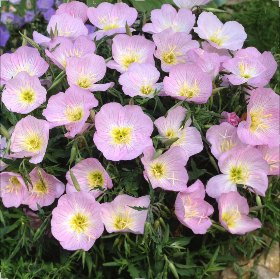 Purple Primrose Flower seeds for Planting - Sun Loving, Heirloom & GMO Free Seeds for Home Garden