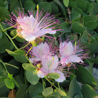 White Capparis Flower seeds for Planting - Sun Loving, Heirloom & GMO Free Seeds for Home Garden