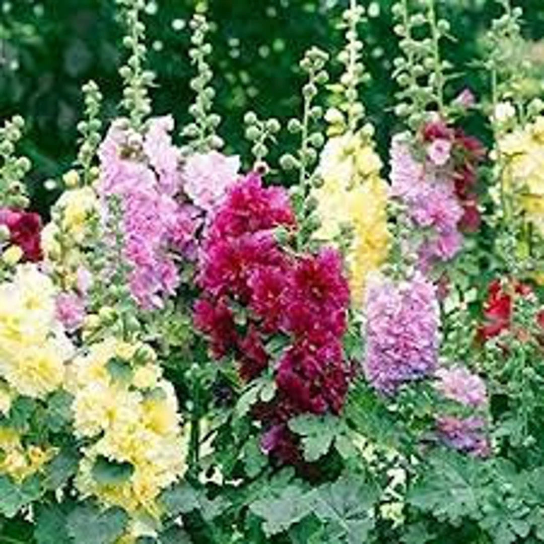 Hollyhock Flower seeds for Planting Sun Loving Heirloom & GMO Free Seeds for Home Garden