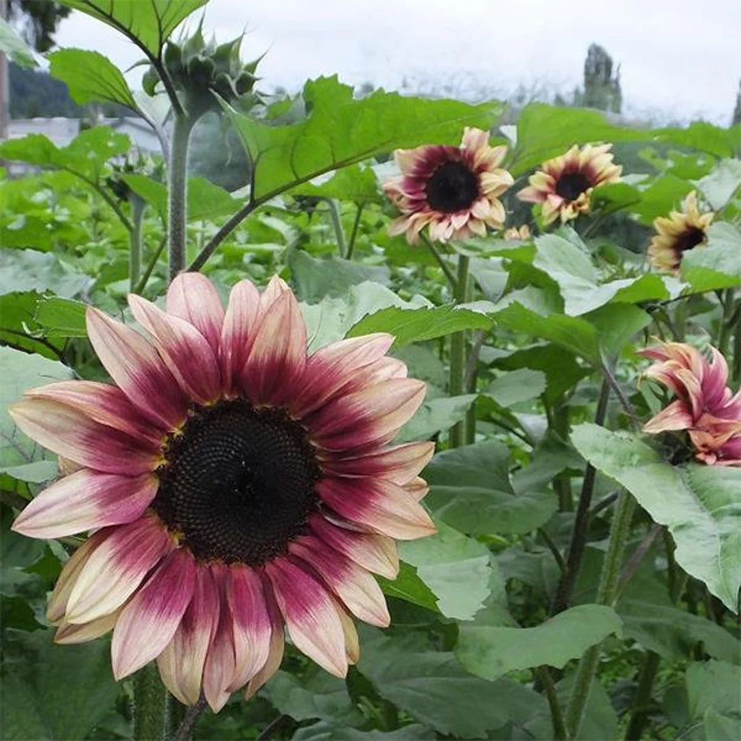 Pink and White Sunflower Seeds for Planting