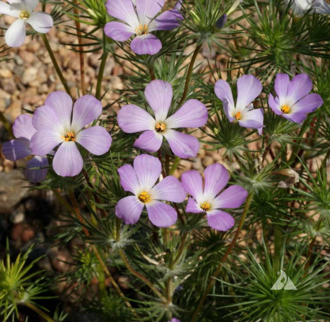 Lavender Linanthus Flower seeds for Planting - Vibrant Colors, Heirloom & GMO Free Seeds for Home Garden
