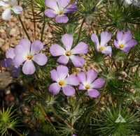 Lavender Linanthus Flower seeds for Planting - Vibrant Colors, Heirloom & GMO Free Seeds for Home Garden