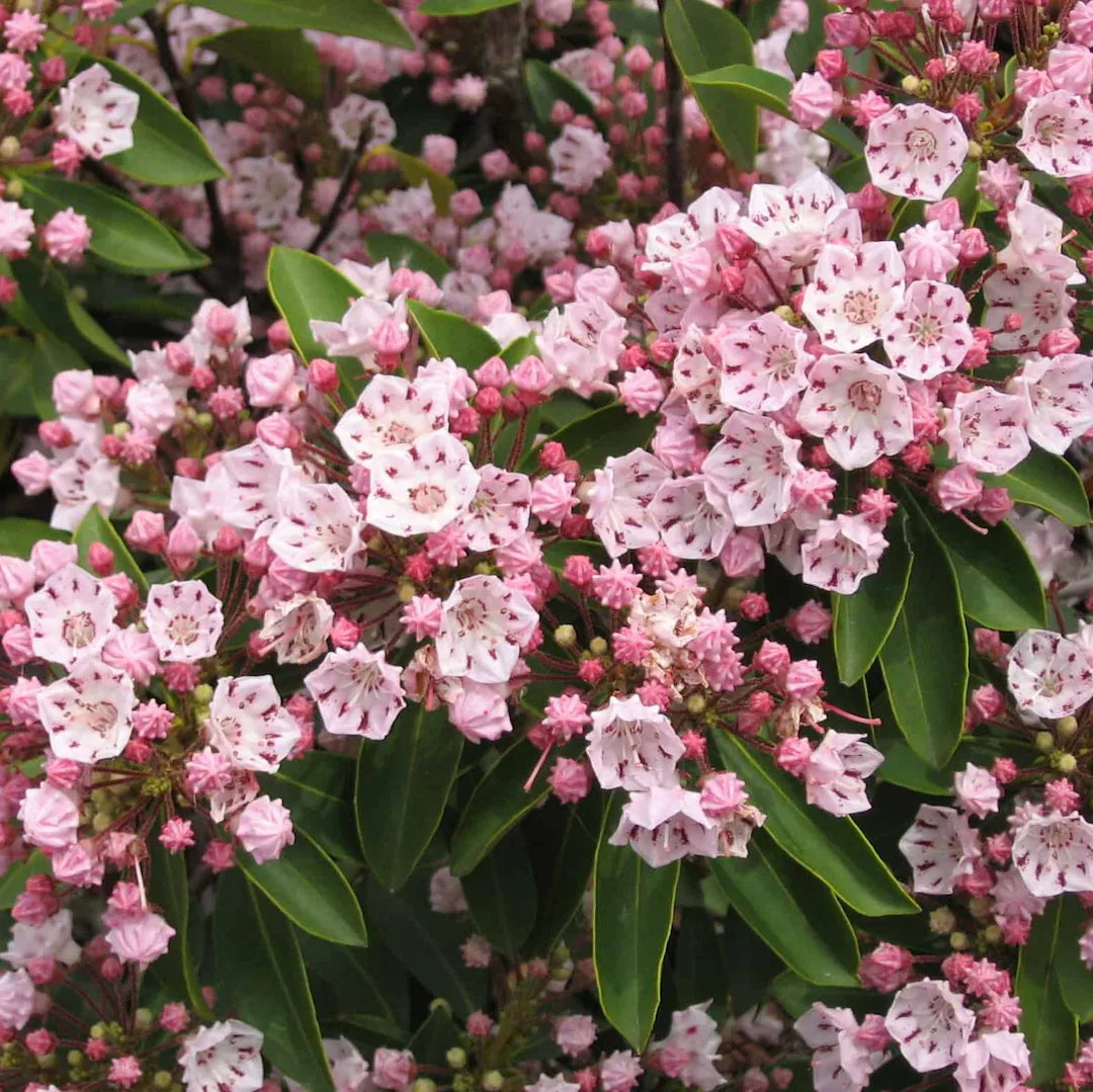 Pink Laurel Flower seeds for Planting - Premium Quality, Heirloom & GMO Free Seeds for Home Garden