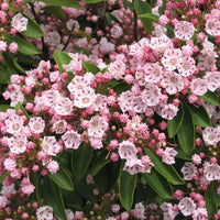 Pink Laurel Flower seeds for Planting - Premium Quality, Heirloom & GMO Free Seeds for Home Garden