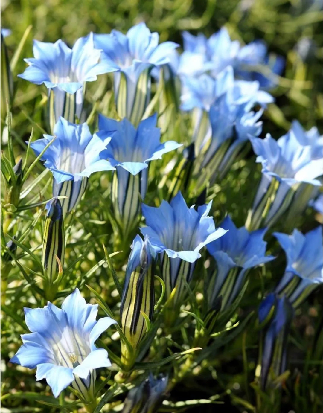 Blue White Gentian Flower seeds for Planting - Sun Loving, Heirloom & GMO Free Seeds for Home Garden