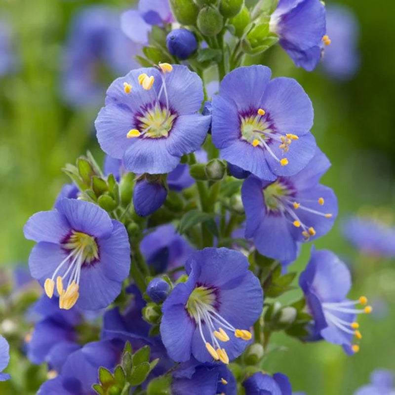 Jacob's Ladder Flower seeds for Planting Compact Growth Heirloom & GMO Free Seeds for Home Garden 
 
 Sale