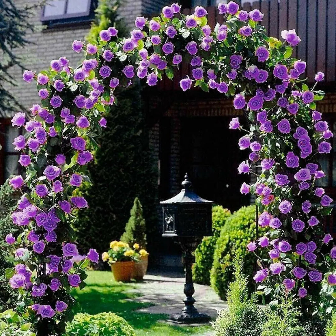 Purple Climbing Rose Flower Seeds for Planting Vibrant Colors Heirloom & GMO Free Seeds for Home Garden
 
 Sale