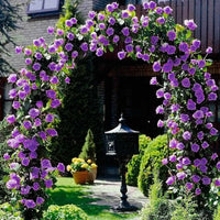 Purple Climbing Rose Flower Seeds for Planting Vibrant Colors Heirloom & GMO Free Seeds for Home Garden
 
 Sale