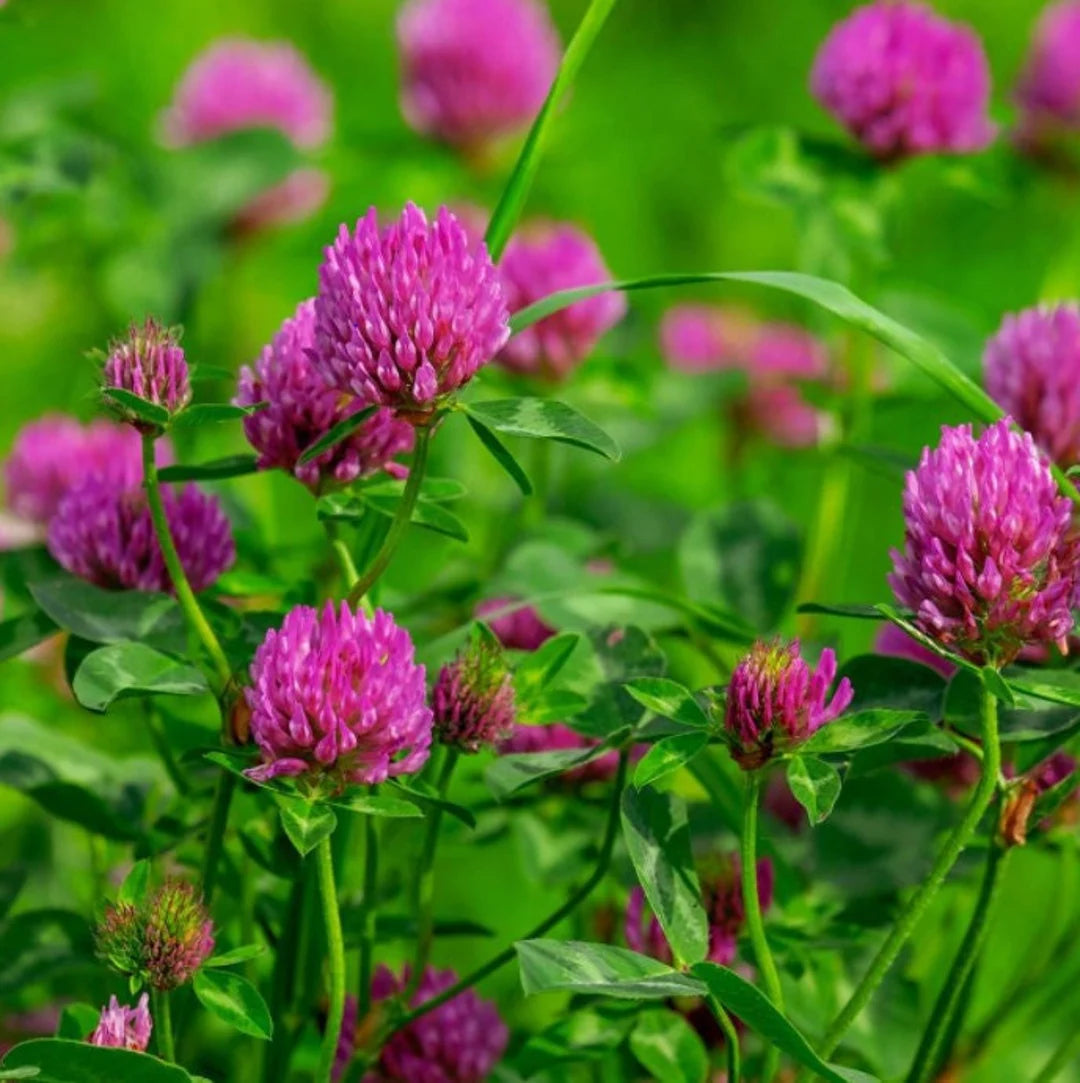 Pink Clover Flower seeds for Planting - Premium Quality, Heirloom & GMO Free Seeds for Home Garden