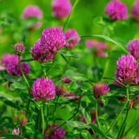 Pink Clover Flower seeds for Planting - Premium Quality, Heirloom & GMO Free Seeds for Home Garden