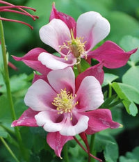 Pale Pink Columbines Flower seeds for Planting - Colorful Display, Heirloom & GMO Free Seeds for Home Garden