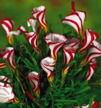 Oxalis Versicolor Flower seeds for Planting Seasonal Bloomer Heirloom & GMO Free Seeds for Home Garden