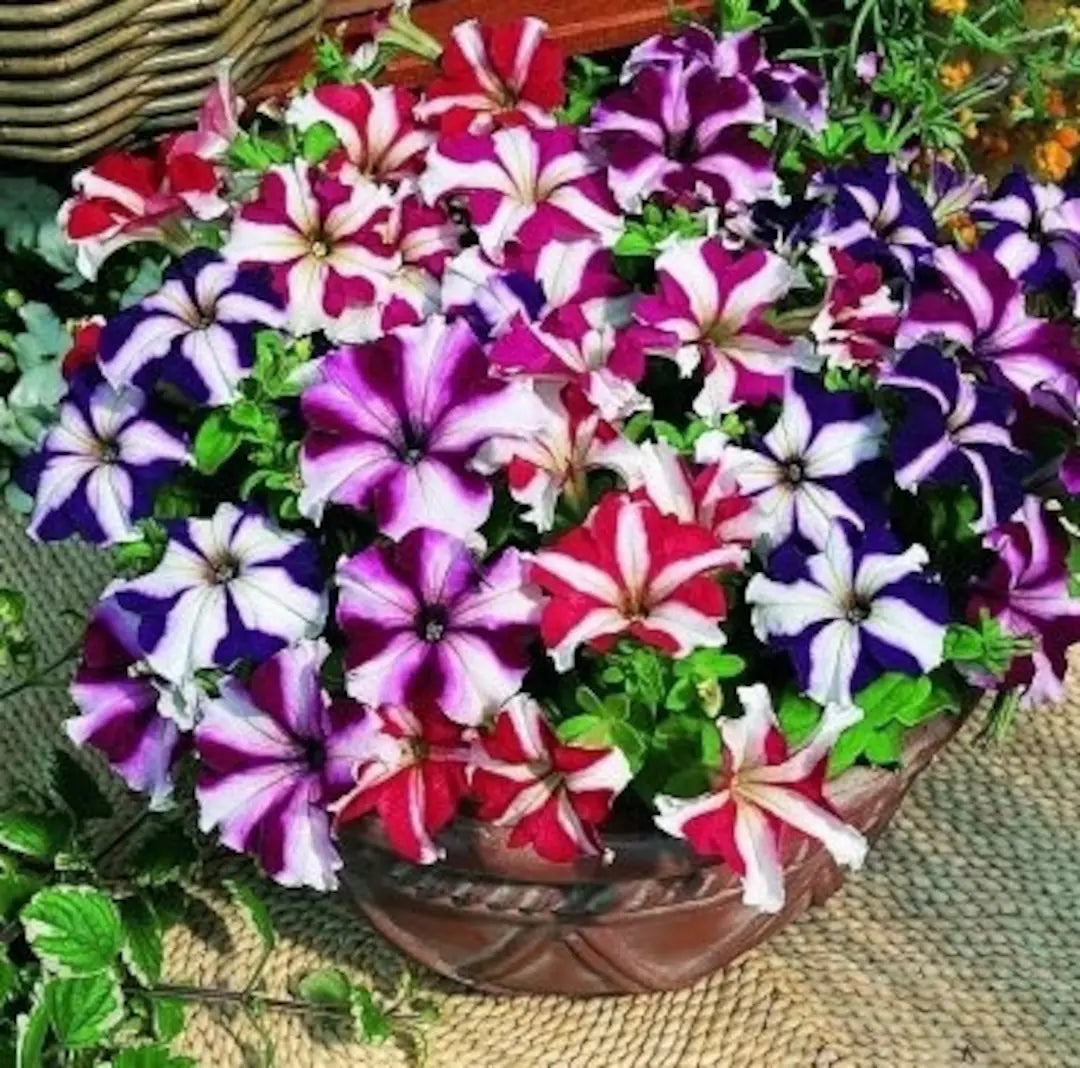 Mixed Pelleted Petunia Flower seeds for Planting Pollinator Friendly Heirloom & GMO Free Seeds for Home Garden 
 
 Sale