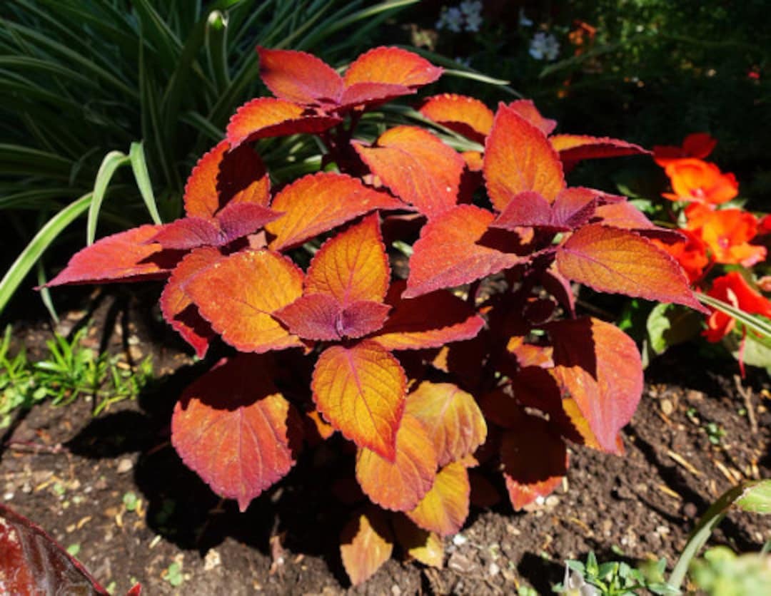 Orange Coleus Flower seeds for Planting Hardy Variety Heirloom & GMO Free Seeds for Home Garden 
 
 Sale for planting in home garden