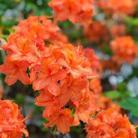 Orange Azalea Flower seeds for Planting Cut Flower Favorite Heirloom & GMO Free Seeds for Home Garden