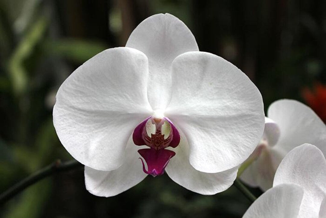 Phalaenopsis Orchid Flower seeds for Planting Pollinator Friendly Heirloom & GMO Free Seeds for Home Garden 
 
 Sale