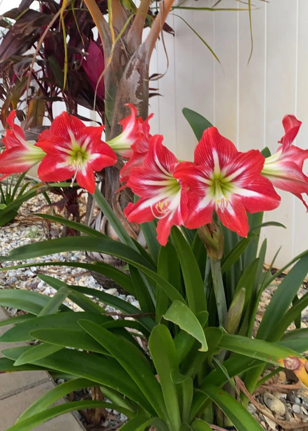 Green Red Amaryllis Flower Seeds for Planting Shade Tolerant Heirloom & GMO Free Seeds for Home Garden
 
 Sale