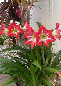 Green Red Amaryllis Flower Seeds for Planting Shade Tolerant Heirloom & GMO Free Seeds for Home Garden
 
 Sale