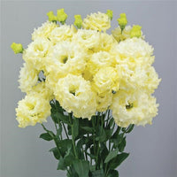 Yellow Lisianthus Flower seeds for Planting - Cottage Garden Essential, Heirloom & GMO Free Seeds for Home Garden