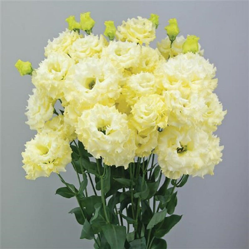 Yellow Lisianthus Flower seeds for Planting - Cottage Garden Essential, Heirloom & GMO Free Seeds for Home Garden