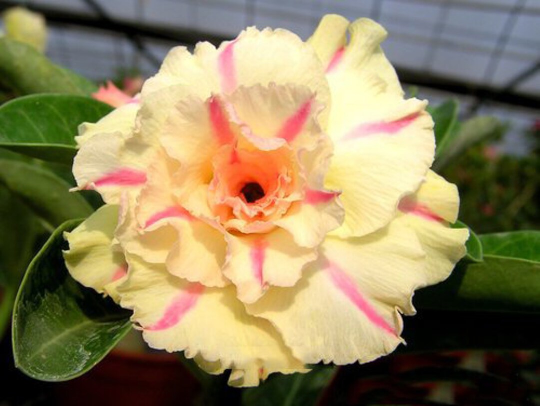 Yellow Red Bellfarm Flower seeds for Planting - Wildflower Mix, Heirloom & GMO Free Seeds for Home Garden