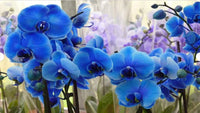 Blue Cymbidium Flower Seeds for Planting