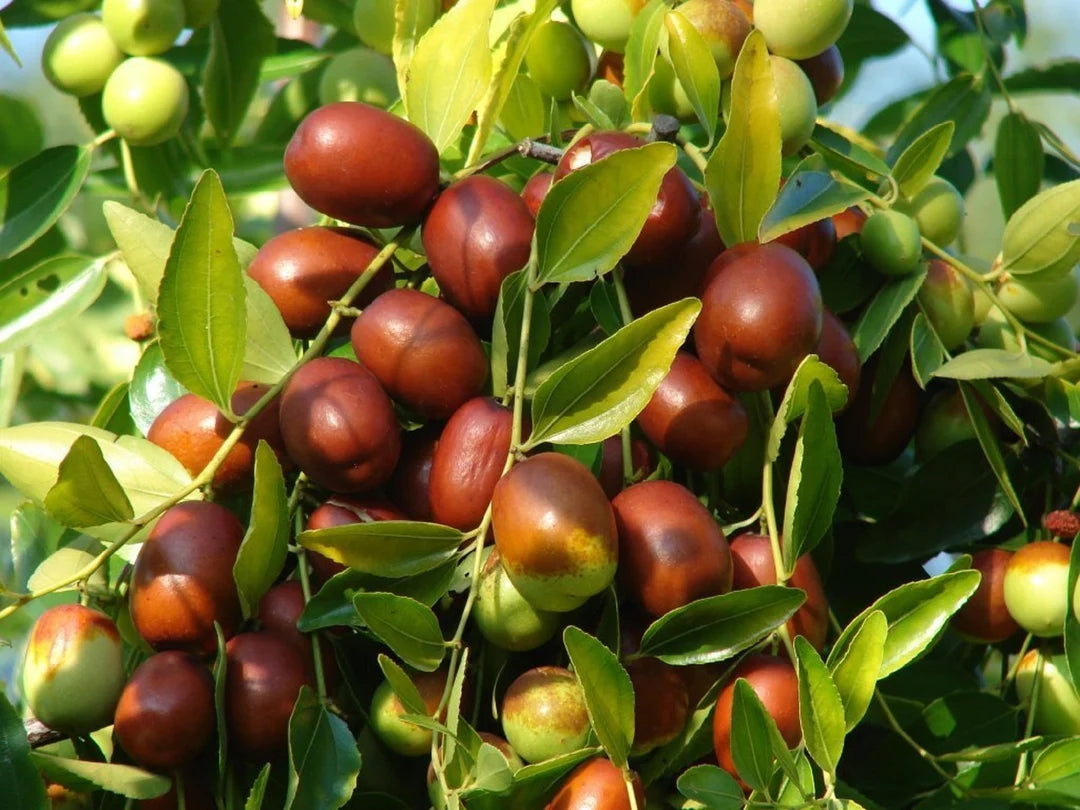 Mixed Jujube Fruit Seeds for Planting