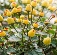 Acmella Oleracea Flower seeds for Planting - Cut Flower Favorite, Heirloom & GMO Free Seeds for Home Garden