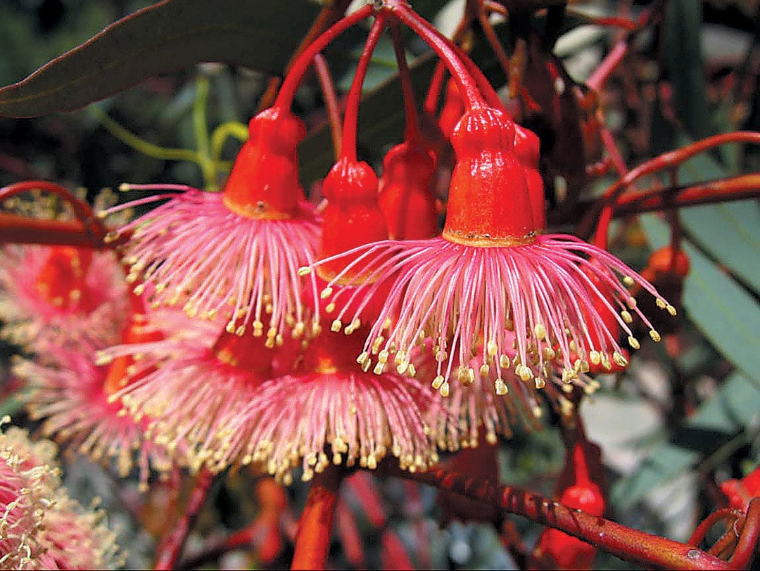 Red Eucalyptus Torquata Tree Planting  Seeds for Stunning Growth and Vibrant Color