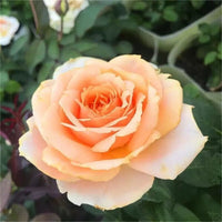 Peach Rose Flower seeds for Planting Drought Tolerant Heirloom & GMO Free Seeds for Home Garden