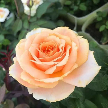 Peach Rose Flower seeds for Planting Drought Tolerant Heirloom & GMO Free Seeds for Home Garden