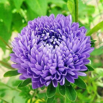 Light Purple China Aster Flower Seeds for Planting Colorful Display Heirloom & GMO Free Seeds for Home Garden
 
 Sale