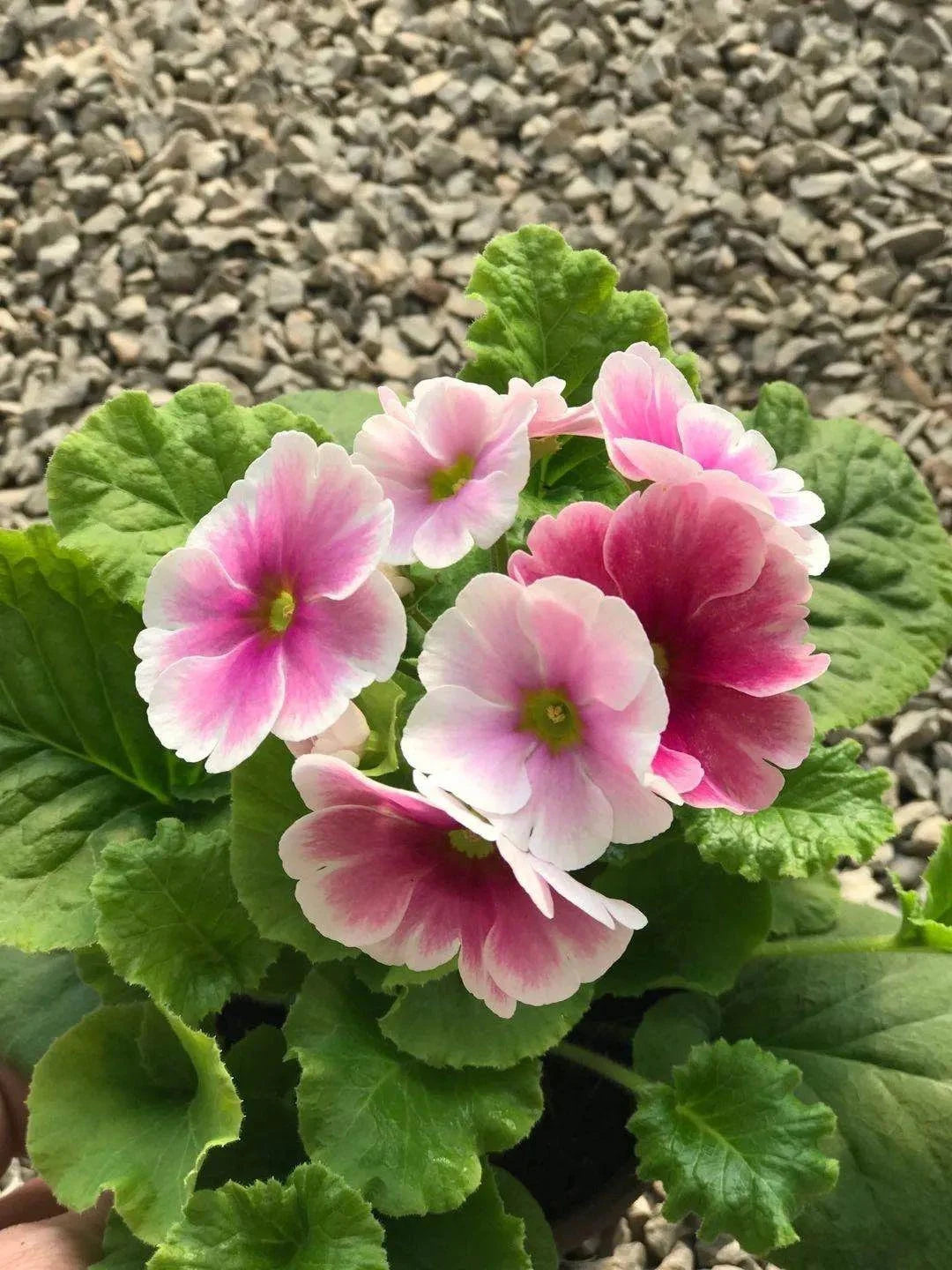 White Pink Primula Malacoides Seeds Flower seeds for Planting Vibrant Colors Heirloom & GMO Free Seeds for Home Garden