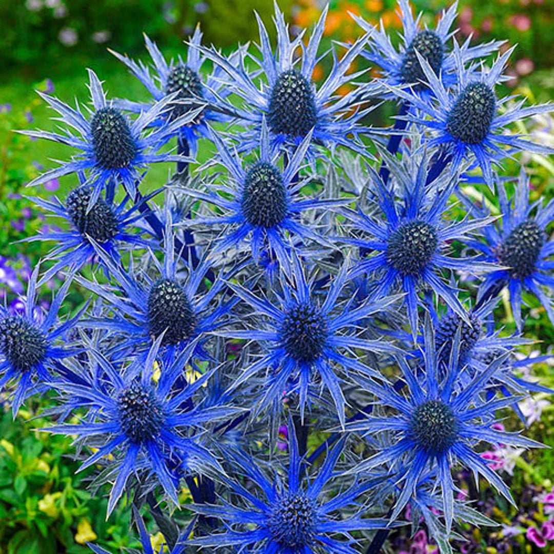 Sea Blue Holly Flower Planting  Seeds for Stunning Blooms in Your Garden