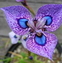 Butterfly Orchid Flower seeds for Planting - Cut Flower Favorite, Heirloom & GMO Free Seeds for Home Garden
