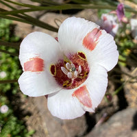 Calochortus Flower Seeds for Planting | Unique and Beautiful Blooms
