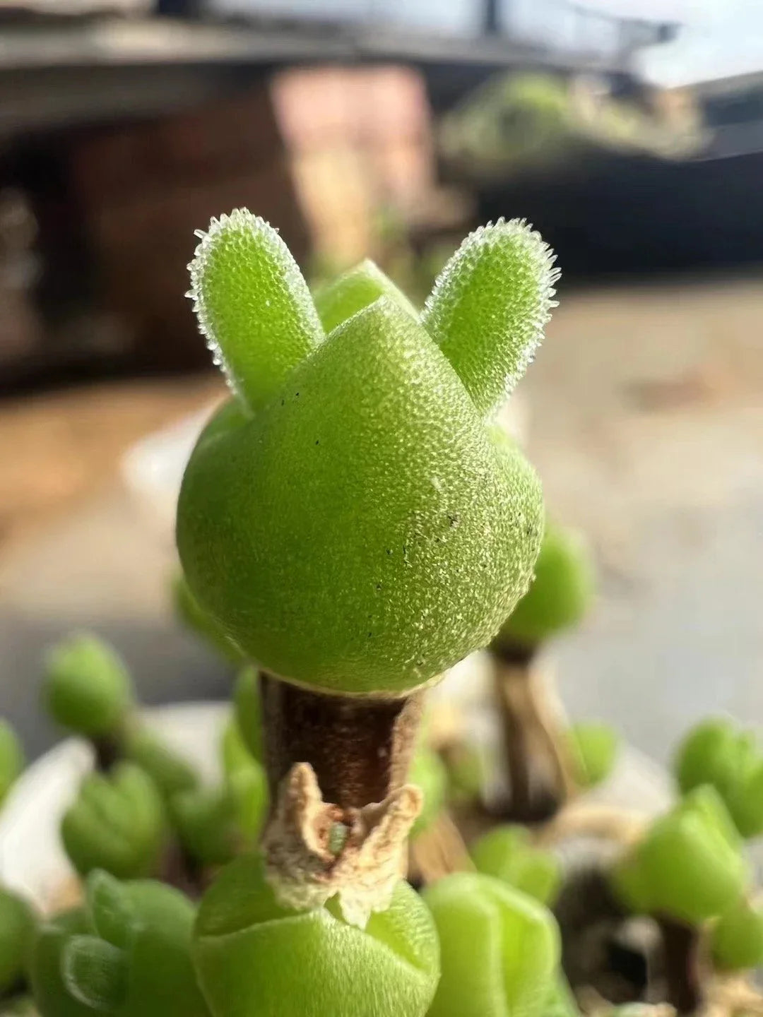 Dicrocaulon Ramulosum Flower seeds for Planting Cut Flower Favorite Heirloom & GMO Free Seeds for Home Garden