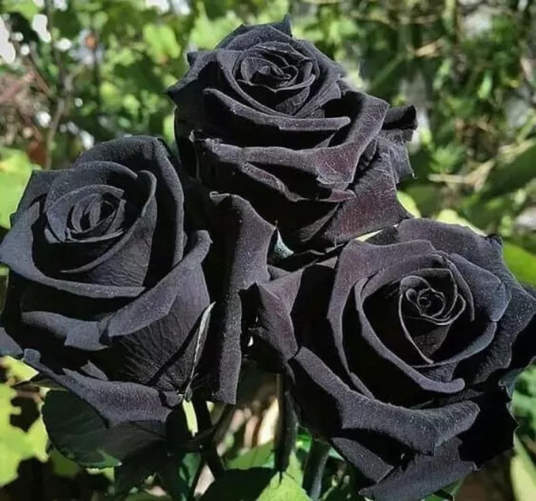 Rose Flower Black Seeds for Planting  Seed for Stunning Dark Blooms