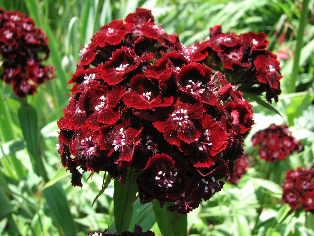 Maroon William Dianthus Seeds for Planting | Vibrant Annual Flower Seeds