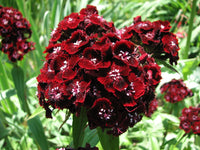 Maroon William Dianthus Seeds for Planting | Vibrant Annual Flower Seeds