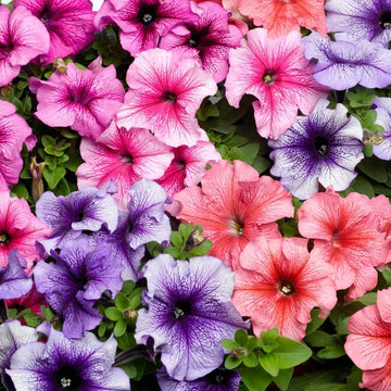 Petunias Mix Flower Planting Seeds for Vibrant Gardens
