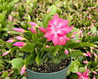 Schlumbergera Flower seeds for Planting Seasonal Bloomer Heirloom & GMO Free Seeds for Home Garden