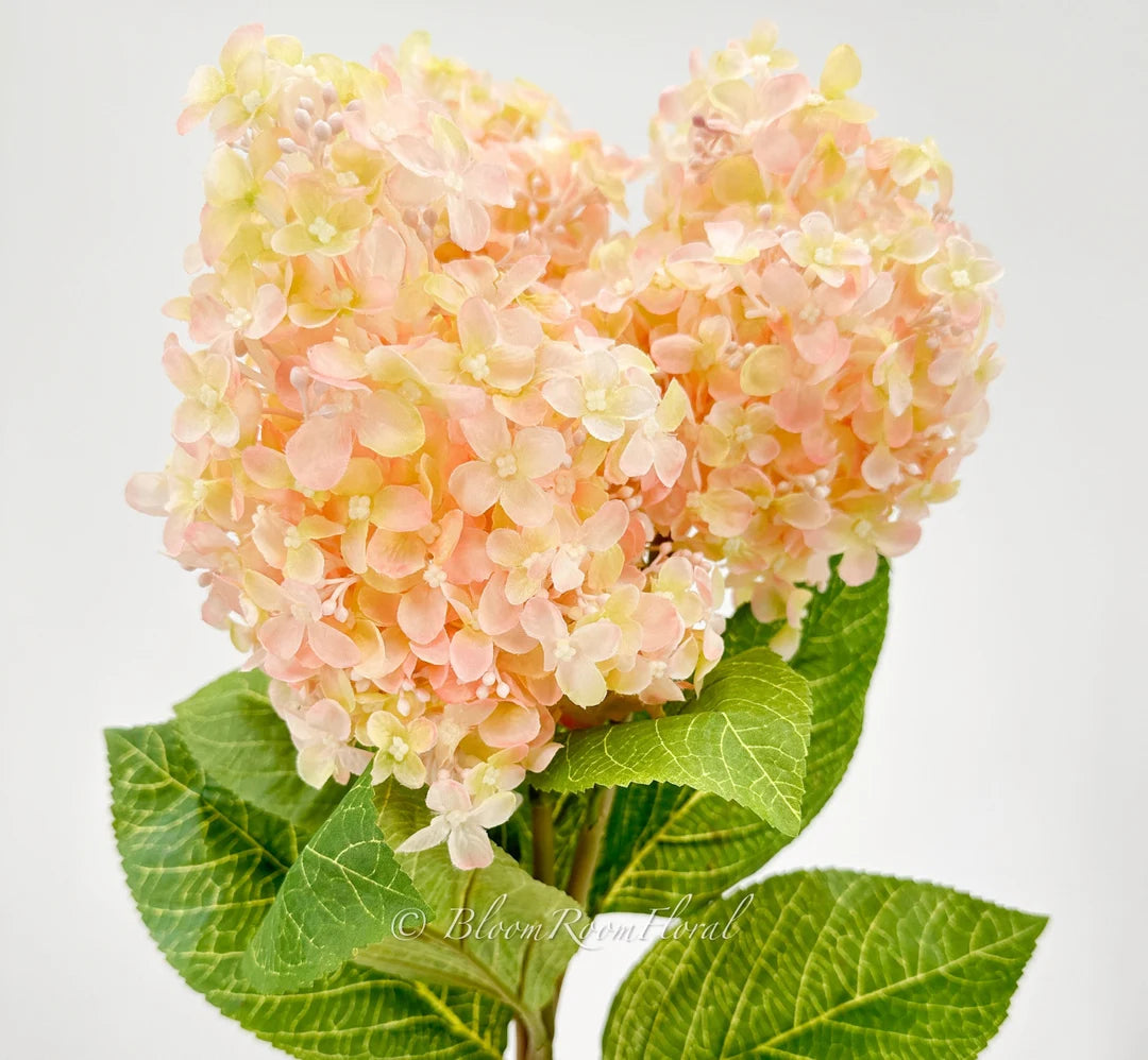 Peach Hydrangea Flower seeds for Planting - Garden Favorite, Heirloom & GMO Free Seeds for Home Garden