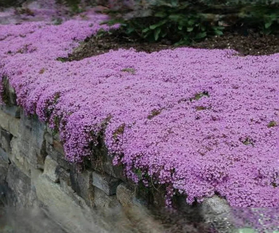 Purple Creeping Thyme Flower seeds for Planting Seasonal Bloomer Heirloom & GMO Free Seeds for Home Garden 
 
 Sale